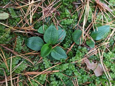 Goodyera repens, photographed by Игорь Васильев