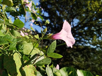 Ipomoea trifida, photographed by Oscar Gonzalez Diaz