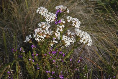Crassula fascicularis, photographed by Tony Rebelo