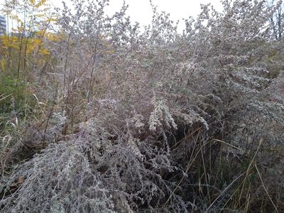 Artemisia austriaca, photographed by Anna Petrosyan
