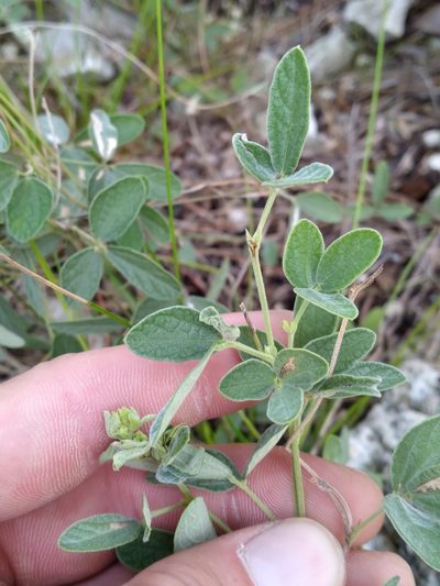 Rhynchosia parvifolia, photographed by Scott Ward