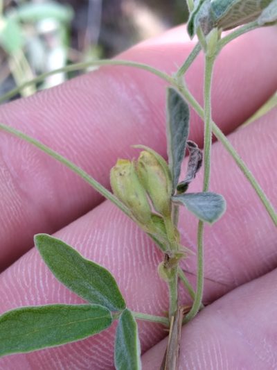 Rhynchosia parvifolia, photographed by Scott Ward