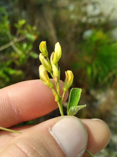 Rhynchosia parvifolia, photographed by Scott Ward