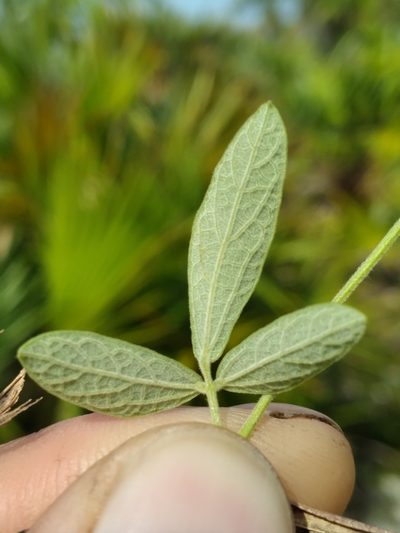 Rhynchosia parvifolia, photographed by Scott Ward