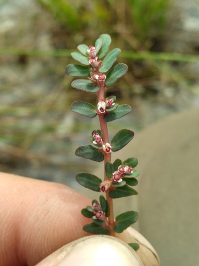 Euphorbia pergamena, photographed by Scott Ward