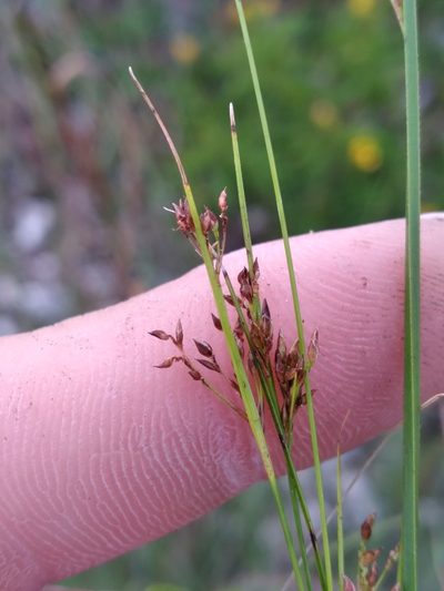 Rhynchospora divergens, photographed by Scott Ward
