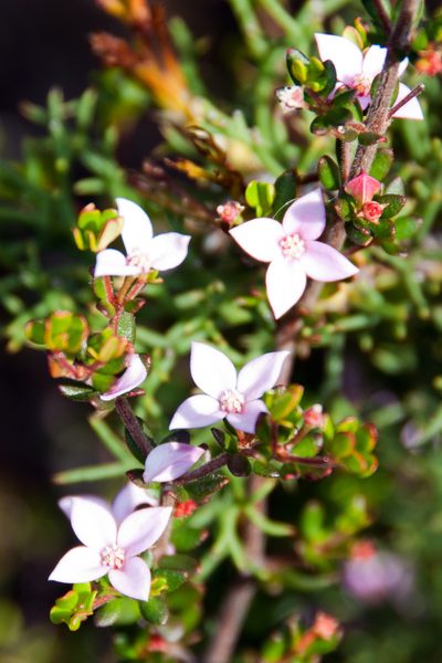 Boronia edwardsii, photographed by Paul Asman