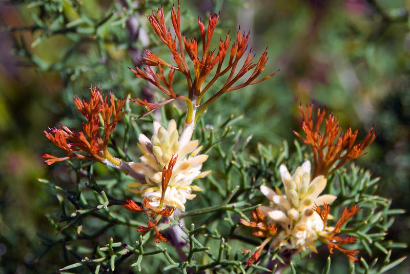Petrophile multisecta, photographed by Paul Asman