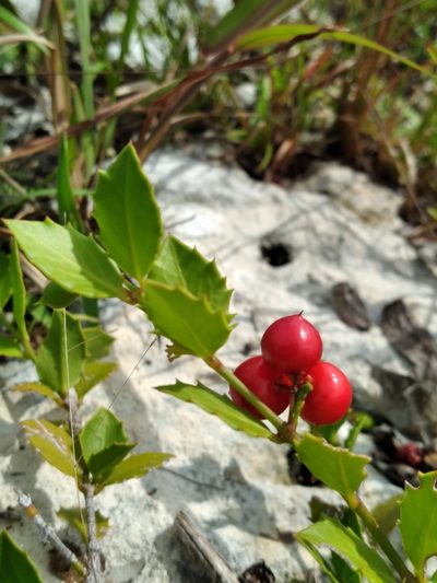 Crossopetalum ilicifolium, photographed by Scott Ward