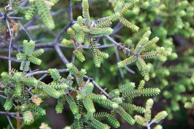 Melaleuca gibbosa, photographed by Paul Asman