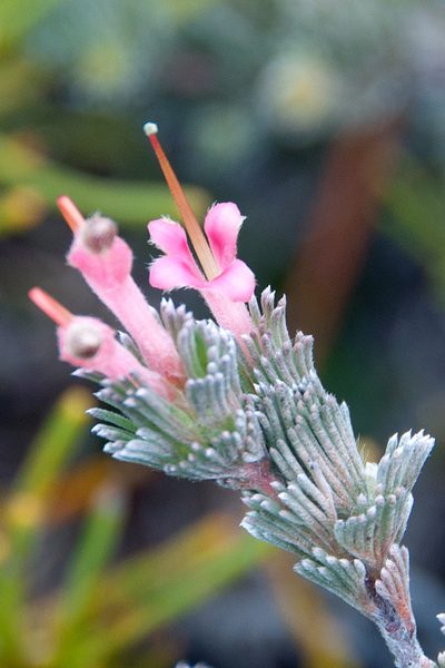 Adenanthos macropodianus, photographed by Paul Asman