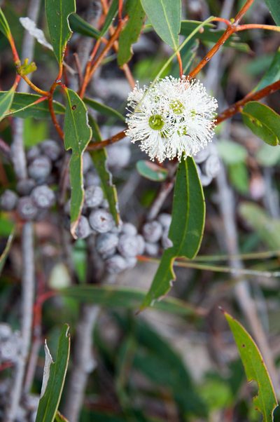Eucalyptus diversifolia, photographed by Paul Asman