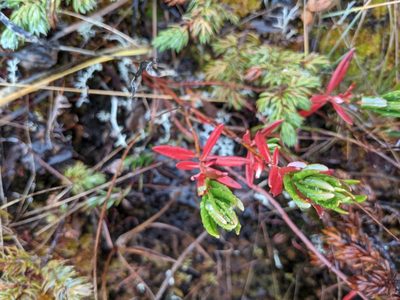 Kalmia polifolia, photographed by Bryn