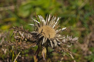Carlina acaulis, photographed by Attila Oláh