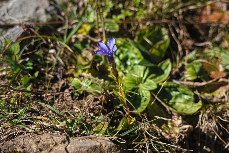 Gentianopsis ciliata, photographed by Attila Oláh