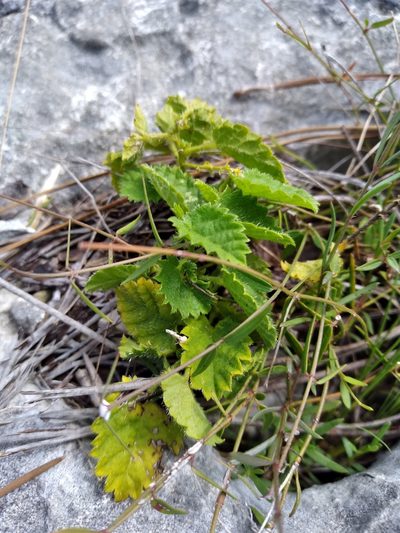 Tragia saxicola, photographed by Scott Ward