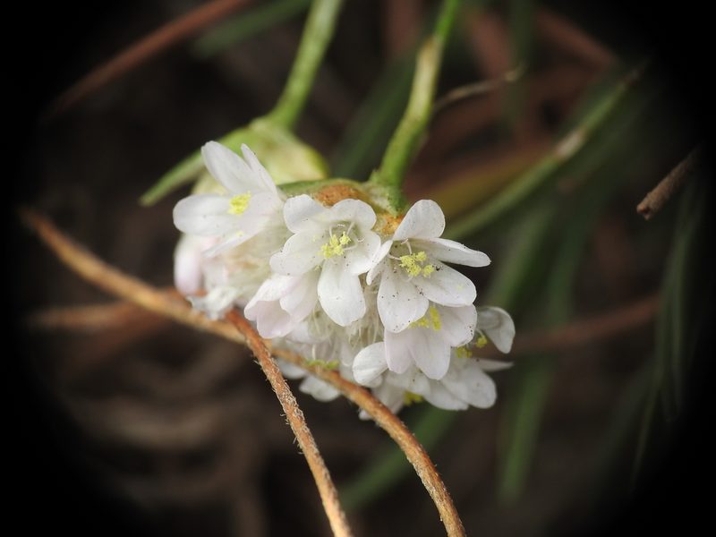 Armeria ruscinonensis, photographed by Yves Bas