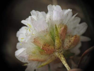 Armeria ruscinonensis, photographed by Yves Bas