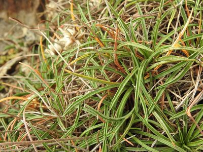 Armeria ruscinonensis, photographed by Yves Bas