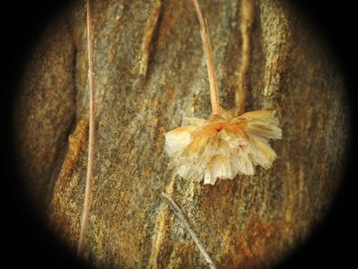 Armeria ruscinonensis, photographed by Yves Bas