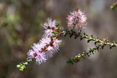 Melaleuca gibbosa, photographed by Paul Asman