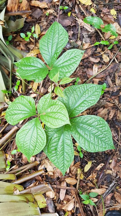 Dioscorea dregeana, photographed by Margaret Burger