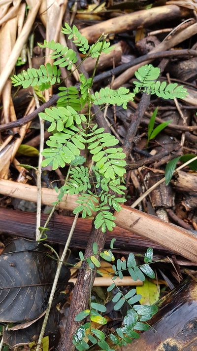 Senegalia kraussiana, photographed by Margaret Burger