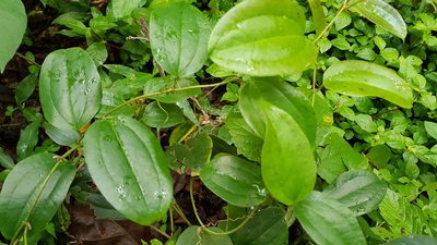 Smilax anceps, photographed by Margaret Burger