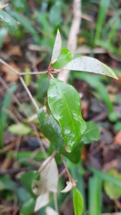 Croton pseudopulchellus, photographed by Margaret Burger