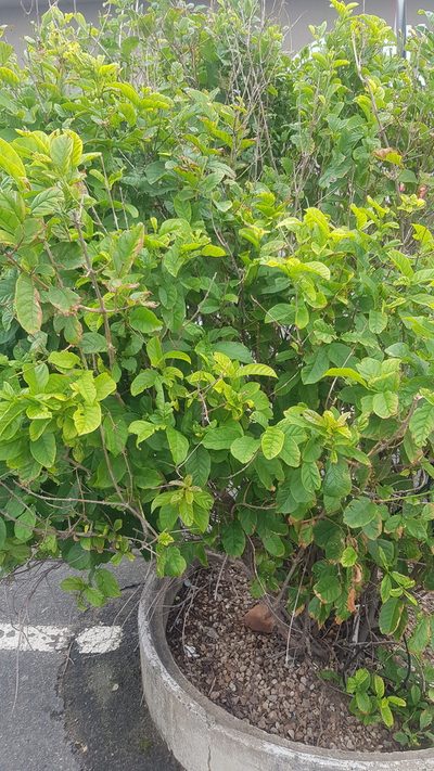 Combretum bracteosum, photographed by Margaret Burger