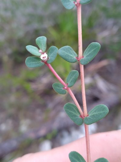 Euphorbia pergamena, photographed by Scott Ward