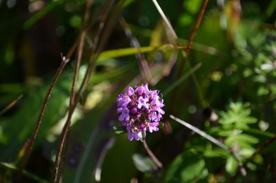 Thymus pulegioides, photographed by E. A.