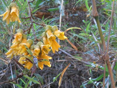 Sophora cassioides, photographed by Bruno Avilez