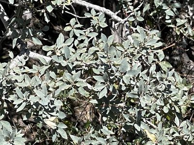 Quercus grisea, photographed by CK2AZ