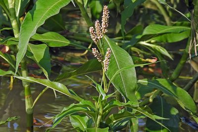 Persicaria acuminata, photographed by Hugo Hulsberg