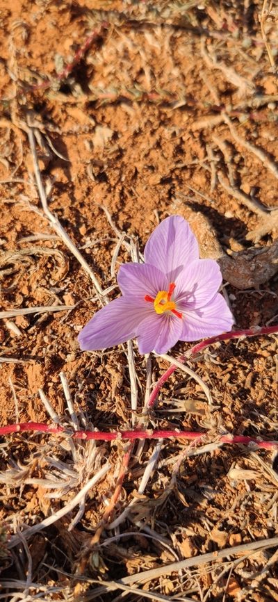 Crocus pallasii, photographed by Denis Ibaev