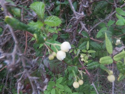 Boquila trifoliolata, photographed by Bruno Avilez