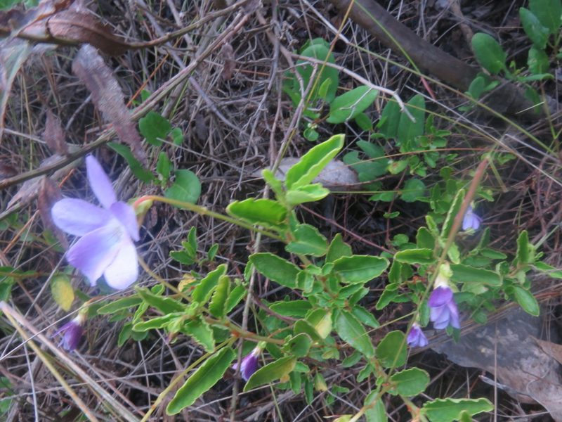 Viola portalesia, photographed by Bruno Avilez