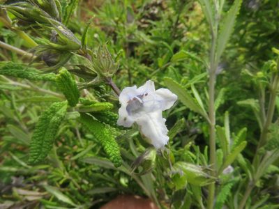 Lepechinia chilensis, photographed by Bruno Avilez