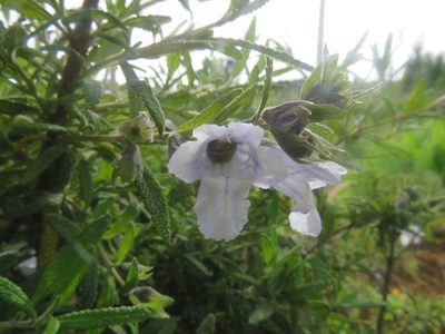 Lepechinia chilensis, photographed by Bruno Avilez