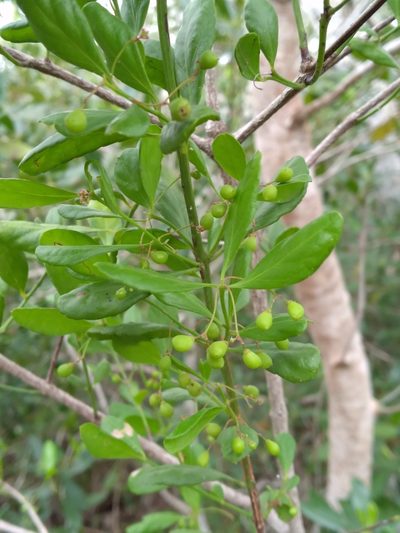 Crossopetalum rhacoma, photographed by Scott Ward