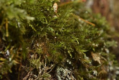 Anacolia menziesii, photographed by Braden J. Judson