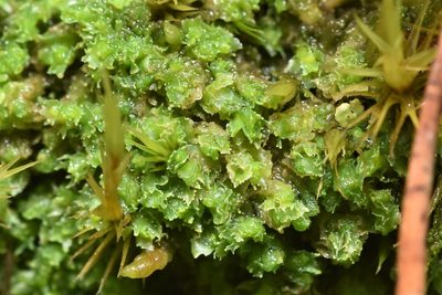 Schistochilopsis incisa, photographed by Braden J. Judson