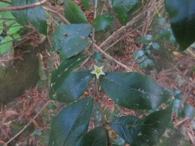 Rhamnus diffusa, photographed by Bruno Avilez