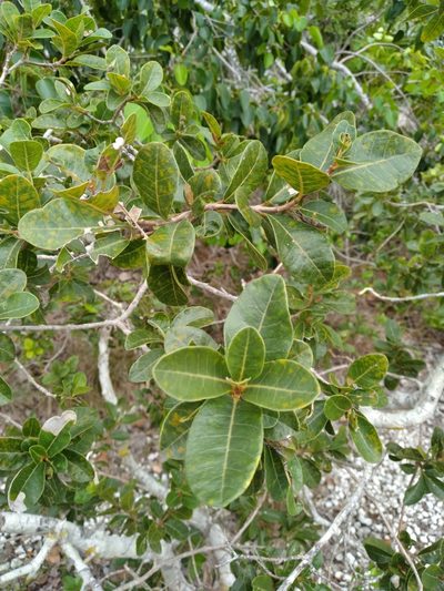 Pisonia rotundata, photographed by Scott Ward