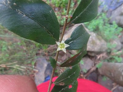 Rhamnus diffusa, photographed by Bruno Avilez