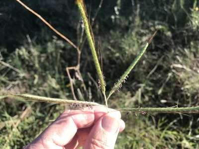 Dichanthium aristatum, photographed by jim isleib