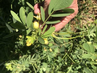 Senna obtusifolia, photographed by jim isleib