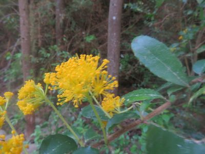 Azara serrata, photographed by Bruno Avilez