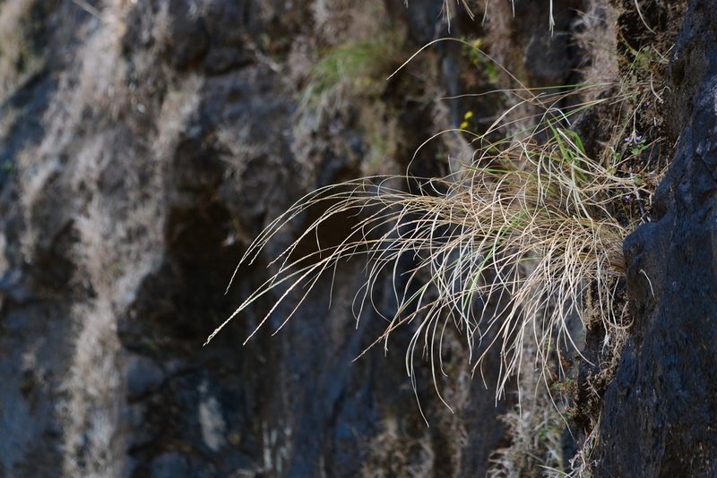 Tripogon lisboae, photographed by S.MORE
